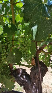 Sonoma grapes