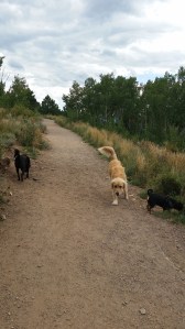 Evergreen Off-Leash Dog Park