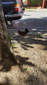 Wild Vieques Chickens