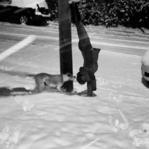 Snowy Colorado Handstands